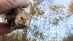 Ловля певчих птиц 24 сентября 2021 год.