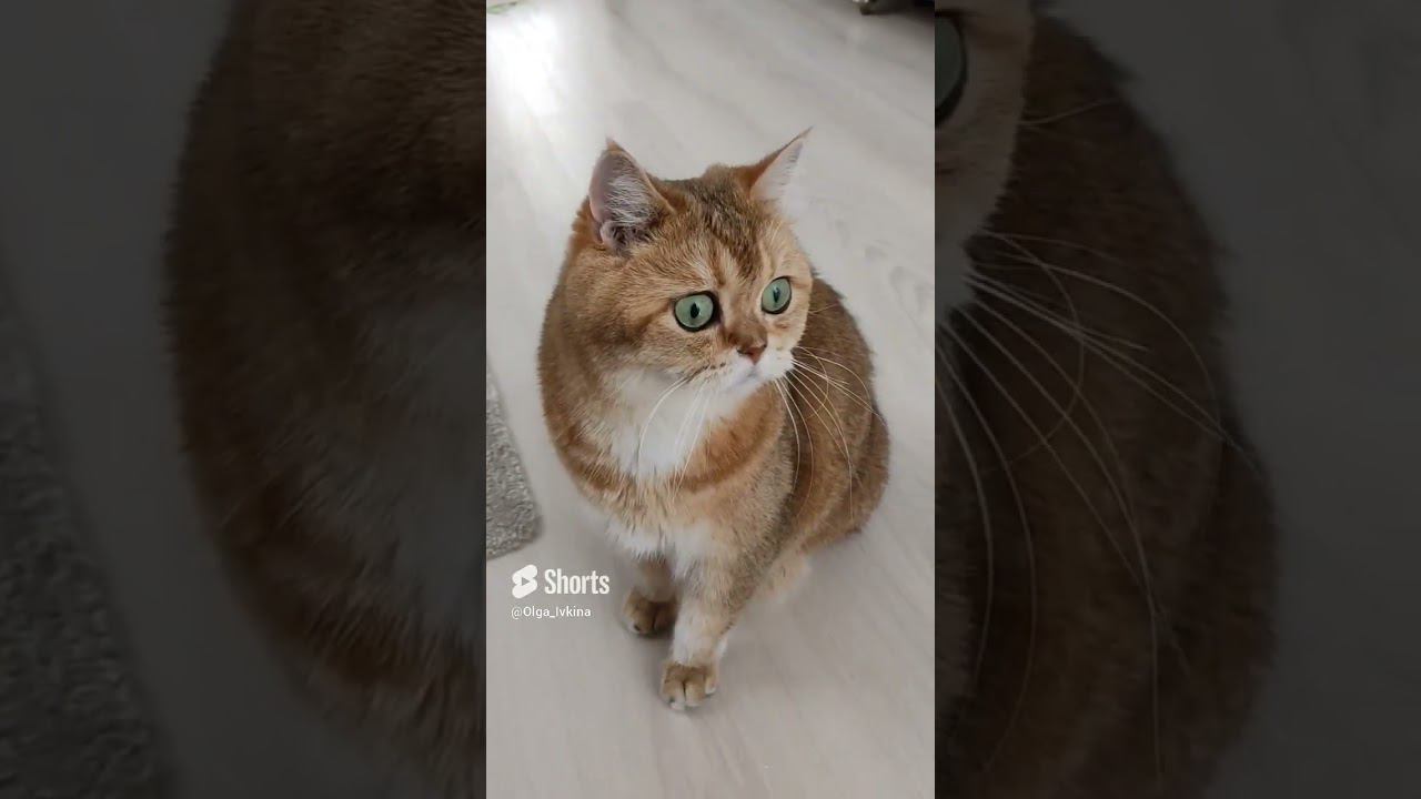 #котики #смешныекоты #безкотаижизньнета #смешные #золотаяшиншилла#有趣的 貓