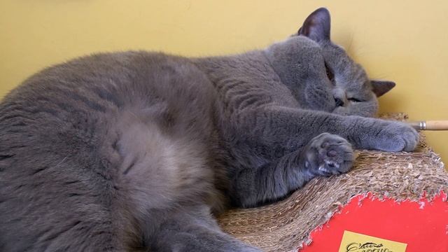 КОГДА НАСТРОЕНИЕ НЕЛЁТНОЕ. Плюшевый кот/ Plush british cat смотреть онлайн