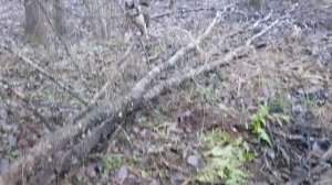Охота на енота с лайками