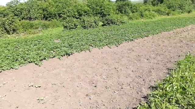 Перетачиваем 40 3убовый диск к триммеру - для кошения травы. смотреть онлайн