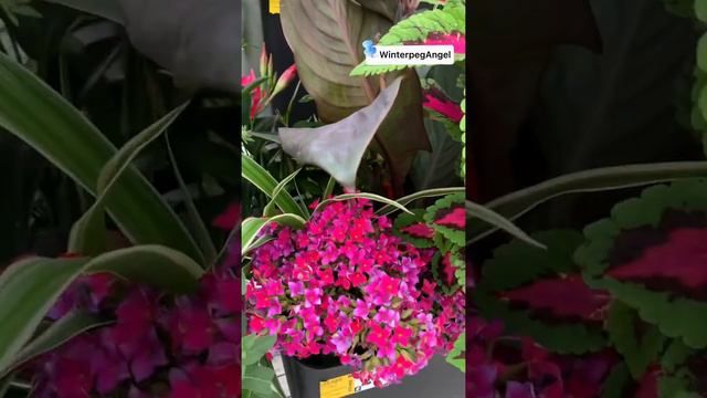 Pink Flowers | WinterpegAngel #shortvideo