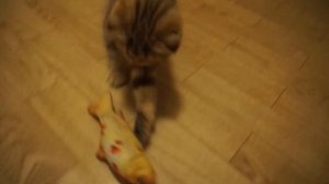 Остеохондродисплазия у шотландских вислоухих кошек