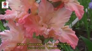 Гладиолусы - 6  Коллекционные сорта mirgladiolus.ru