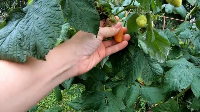 Сбор и переработка урожая и прочая  курятина...