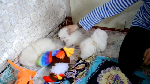 Белые шпицы девочки
