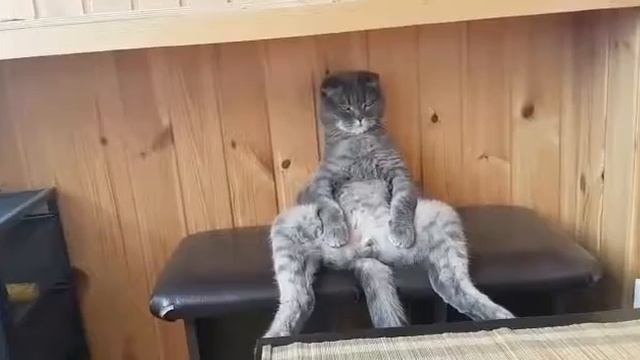 Кот-ленивец смотреть онлайн