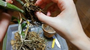 11 марта 2019 г. Пересадка орхидеи Катлея.(ужасные корни)