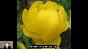 Купальницы, обзор 4 сортов!