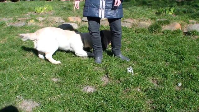 Щенок Бернского зенненхунда 2 месяца смотреть онлайн