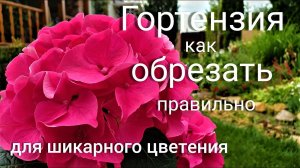 Гортензия. Правильная обрезка для шикарного цветения.