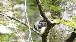 Nutcracker (Nucifraga caryocatactes) in Slovenian Alps