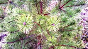 Свекровь издевалась над невесткой, как только вздумается.Но недолго кочевряжилась. Получила такой..