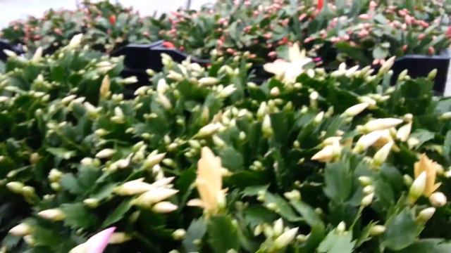 Christmas cactus flyby смотреть онлайн