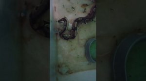 Как и кого едят змеи?