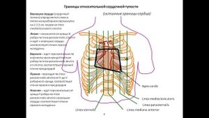 Топография сердца. Презентация.