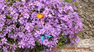 Флокс шиловидный Пёпл Бьюти (phlox subulata) ? обзор: как сажать, рассада флокса Пёпл Бьюти
