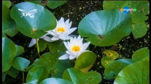 Движение растений. Микроистории.