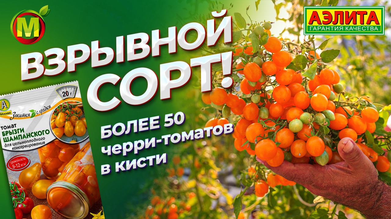 Взрывной сорт томата БРЫЗГИ ШАМПАНСКОГО. Более 50 черри томатов в кисти!