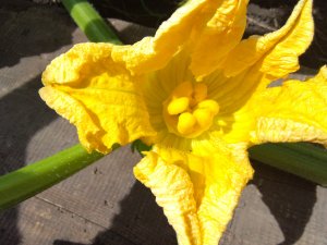 16. Тыква Гигант. Зачем я сорвал Женский цветок 2023 г