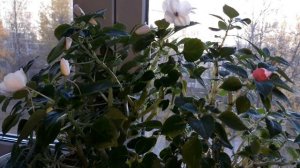 ПРОБЛЕМА РЕШЕНА - БАЛЬЗАМИН СНОВА  ЦВЕТЁТ