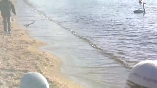 Кормление лебедей зимой на центральном пляже Анапы смотреть онлайн