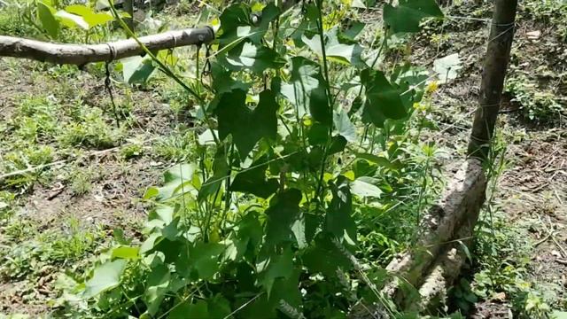 Слива | СОЧИНСКАЯ дача | Что у нас растёт ? смотреть онлайн