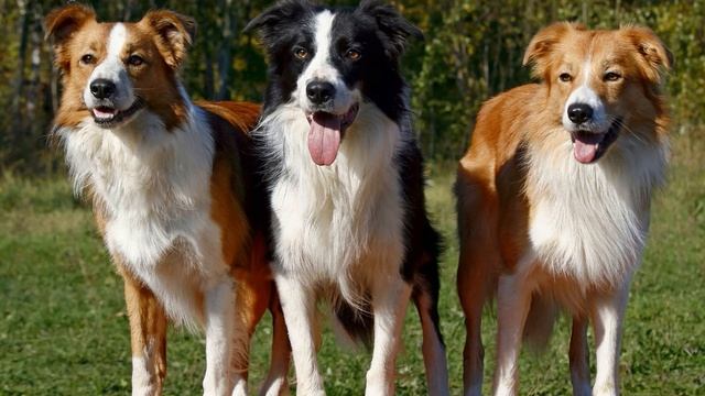 Лай собак (Звук лая собак на незнакомца) | (4 Секунды) смотреть онлайн