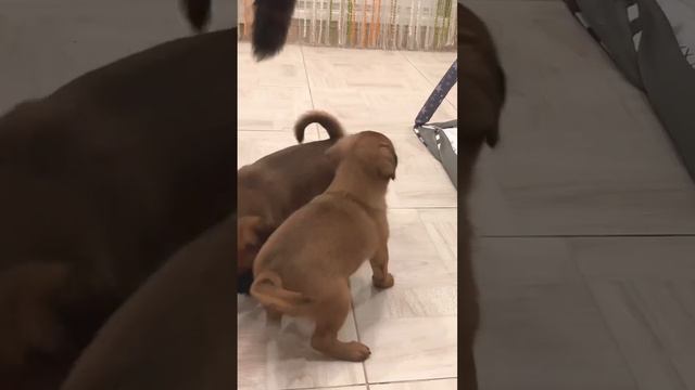 Щенки пти брабансон две девочки рождены 23.11.2023