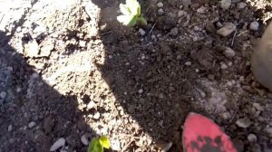 Пересадка клубники весной-что нужно сделать.