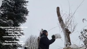 КРОНИРОВАНИЕ ДЕРЕВЬЕВ. УДАЛЕНИЕ ДЕРЕВЬЕВ ЛЮБОЙ СЛОЖНОСТИ.
