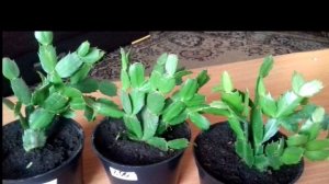 Что нужно декабристу для обильного цветения?