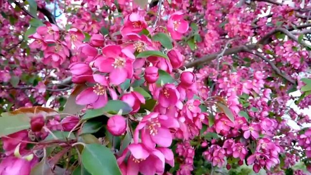 УДИВИТЕЛЬНО КРАСИВЫЕ ДЕРЕВЬЯ - КРАСИВЫЕ ЦВЕТЫ В САДУ  ВЕСНОЙ/ AMAZINGLY BEAUTIFUL FLOWERS ON TREES