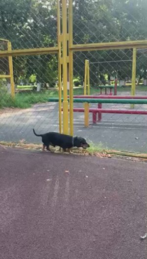 Бакс: мои обязанности