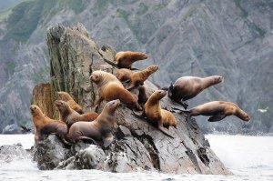 Мексика. Отдых. Лежбище морских животных.