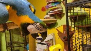 Попугай ара и кубик