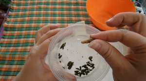 Ахименесы после зимовки.Посадка ризом ахименеса.