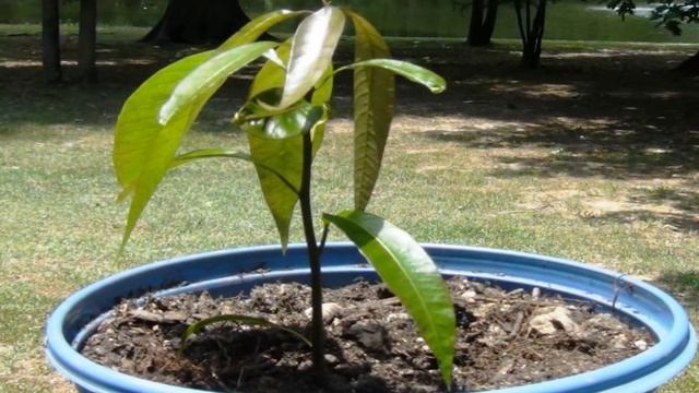 How To Grow MANGO TREE From Seed Faster Growing Mango Trees смотреть онлайн