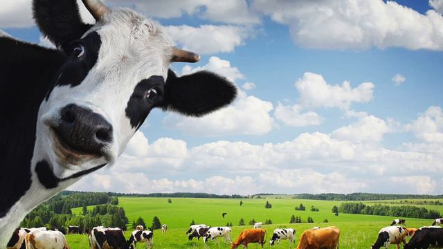 « Не дам, не дам ее резать! Если кто подойдет к ней, я у...... смотреть онлайн