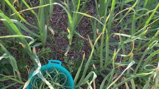 Удаляем стрелки у чеснока. Для чего это делают. смотреть онлайн