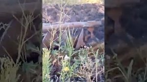 Пашня 2016  Вспашка целины самодельным дисковым плугом