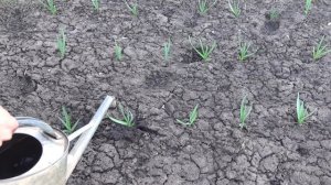 СРОЧНО ПОДКОРМИТЕ ЧЕСНОК! ЖЕЛТЕЕТ ЧЕСНОК. ЧТО ДЕЛАТЬ?