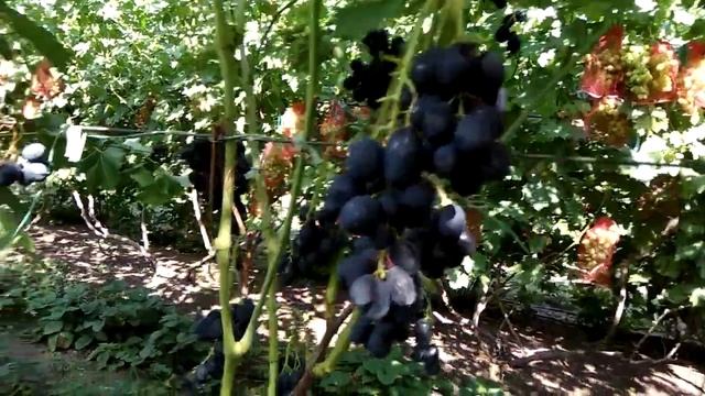 Ласточка урожай 2018г. смотреть онлайн