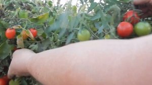 Томат Дюймовочка. Сбор урожая