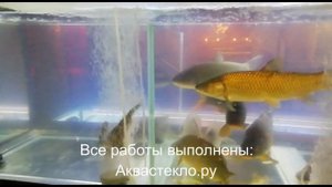 Аквариумы для продажи живой рыбы