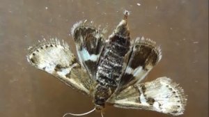Titanio normalis (огнёвка прыгающая)
