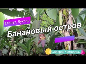 Что вы увидите на банановом острове в Луксоре