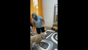 Как выбрать лучшую миску для собаки?
