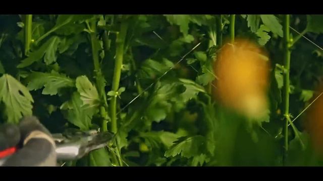 Flores Silvestres un ejemplo de negocio sostenible смотреть онлайн