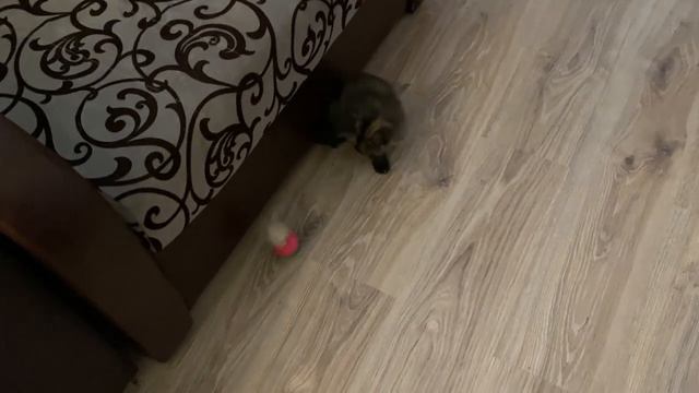 30.08.2021 - Ремонт продолжается/ Кошечка осваивается смотреть онлайн